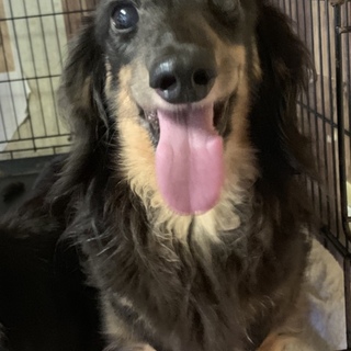 ダックスフント