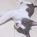 白猫青目♂&灰色ハチワレ♂洋猫Mix
