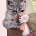 ２ヶ月の子猫（オス）です。可愛がってくださる方に