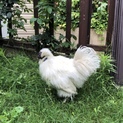 烏骨鶏  オス