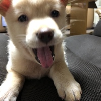 龍次