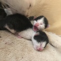 生後１日！！！助けて下さい！