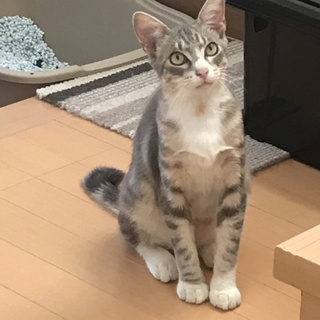 クールな顔をした甘えん坊
