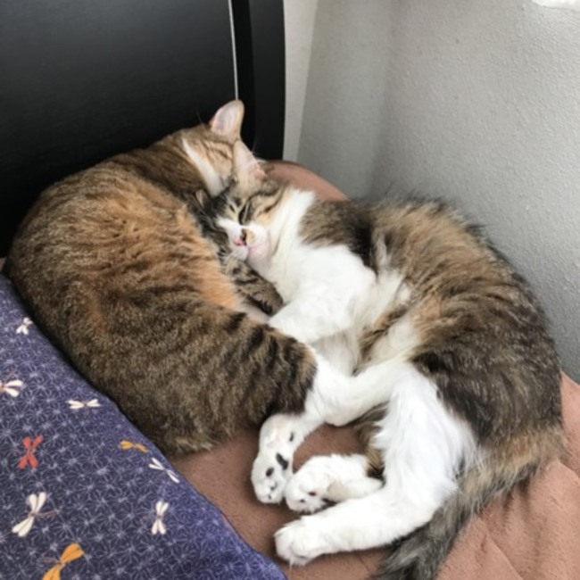 MICHAERのカバー写真