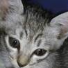 可愛い子猫ちゃん❤️里親さん募集中です！ サムネイル3