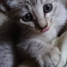 可愛い子猫ちゃん❤️里親さん募集中です！ サムネイル7