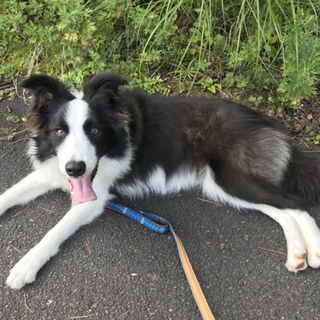 里親募集してます