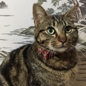 里親決定。キジ猫リュウ君☆去勢済み