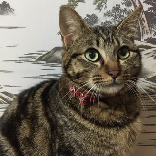 里親決定。キジ猫リュウ君☆去勢済み