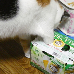 だってねこだもん。