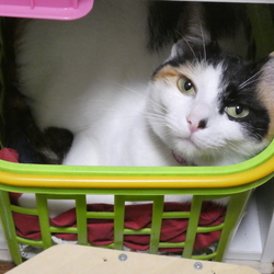 「だってねこだもん。」サムネイル2