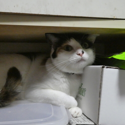 「だってねこだもん。」サムネイル3