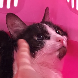 元気いっぱいのげんちゃん。可愛い女の子です。