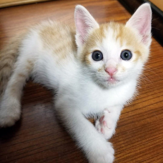 募集一時停止茶白トラ★とても可愛い小麦君