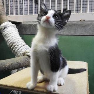 大好きだから見つめちゃうニャン