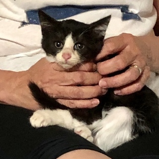 どうも初めまして ハチワレちゃん