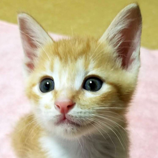 募集一時停止★とても可愛い大麦君