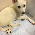保健所からレスキュー 白い子犬  ペコちゃん