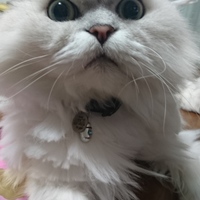 煉