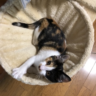 とても人懐こいミケちゃん