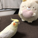 オカメインコの里親様募集