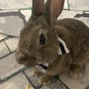 うさぎの赤ちゃん里親募集 サムネイル2