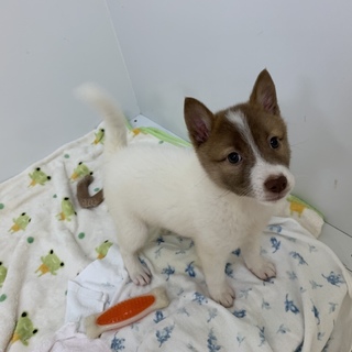 8月4日譲渡会★生後2〜3ヶ月子犬