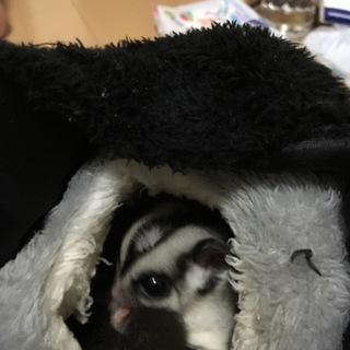 フクロモモンガ ♀ノーマル  ♂ノーマルペアで