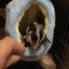 フクロモモンガ ♀ノーマル  ♂ノーマルペアで サムネイル2