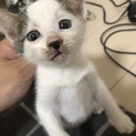 雑種 子猫