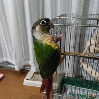 ワキコガネウロコインコ