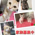 8月4日譲渡会★生後2ヶ月〜4ヶ月子猫