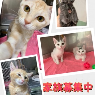 8月4日譲渡会★生後2ヶ月〜4ヶ月子猫
