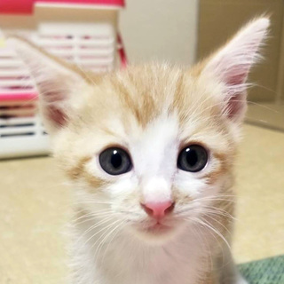 茶白トラ★可愛い麦君