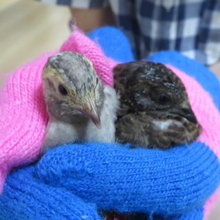 ヒメウズラのヒナ２羽の里親募集