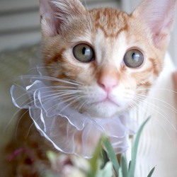 ＊子猫30匹以上〜譲渡会＊一時預かりボランティアさん募集説明会