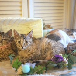 ＊幸せ探しのネコ譲渡会＊子猫〜