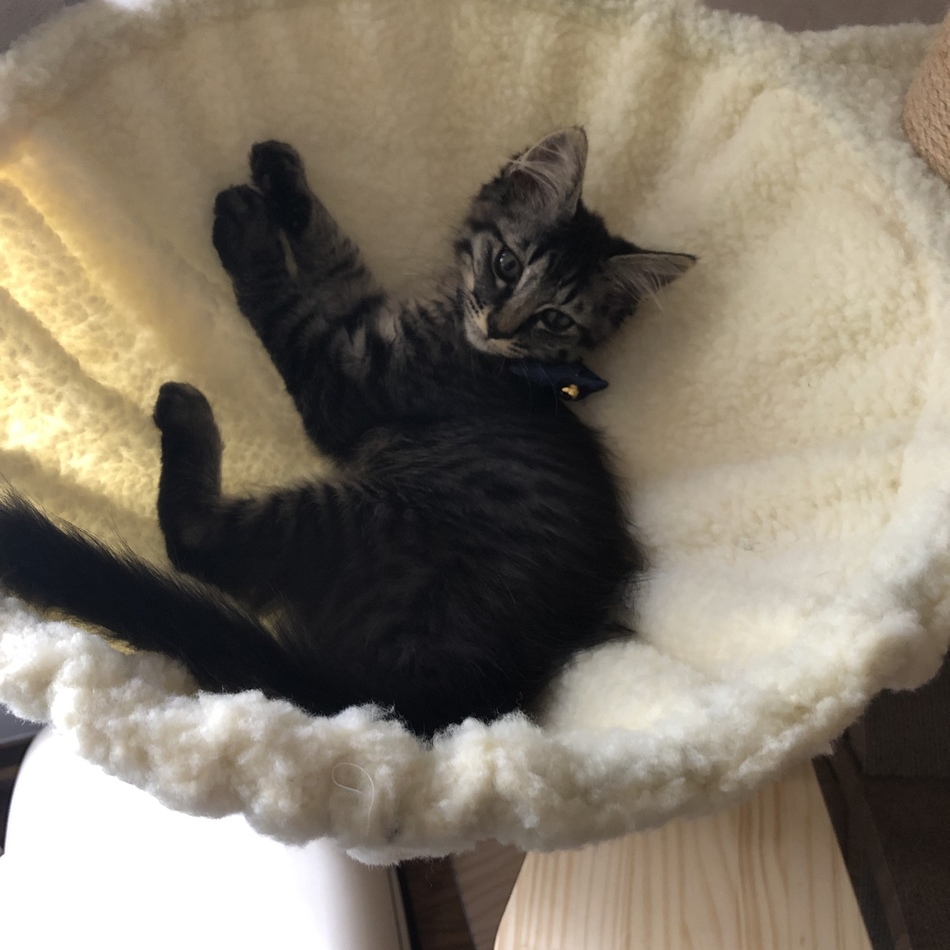 ココのカバー写真