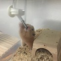 生後10ヶ月キンクマの女の子です