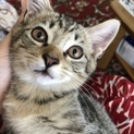 綺麗なカッパー色の目をしたキジトラの男の子