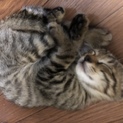 子猫保護しました。