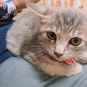 生後2ヶ月の子猫です