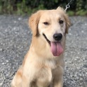 1歳2ヶ月♂甘えん坊、無駄吠え無のゴールデン君