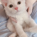 生後2ヶ月♡白猫の長毛イケメン君