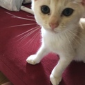 可愛いオフホワイトの子猫ちゃん