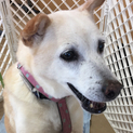 【宮古島出身】困ったちゃん顔の温厚な老犬