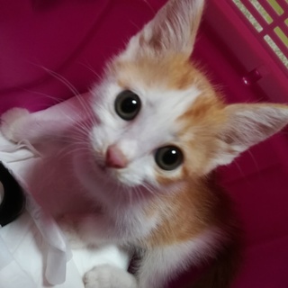 クリクリお目目の可愛い女の子です。