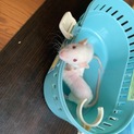 ファンシーラット 