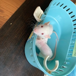 ファンシーラット 