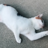 チビ